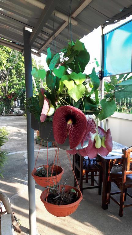 Hom Baan Chiang Mai Otel Dış mekan fotoğraf